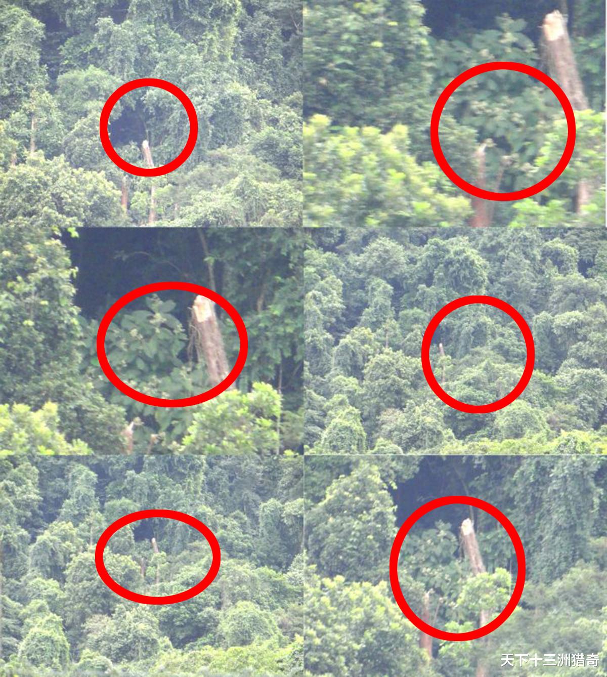 UFO|UFO坠毁现场？英男子遇大片倒下树木，与5月13日巴西UFO事件相似