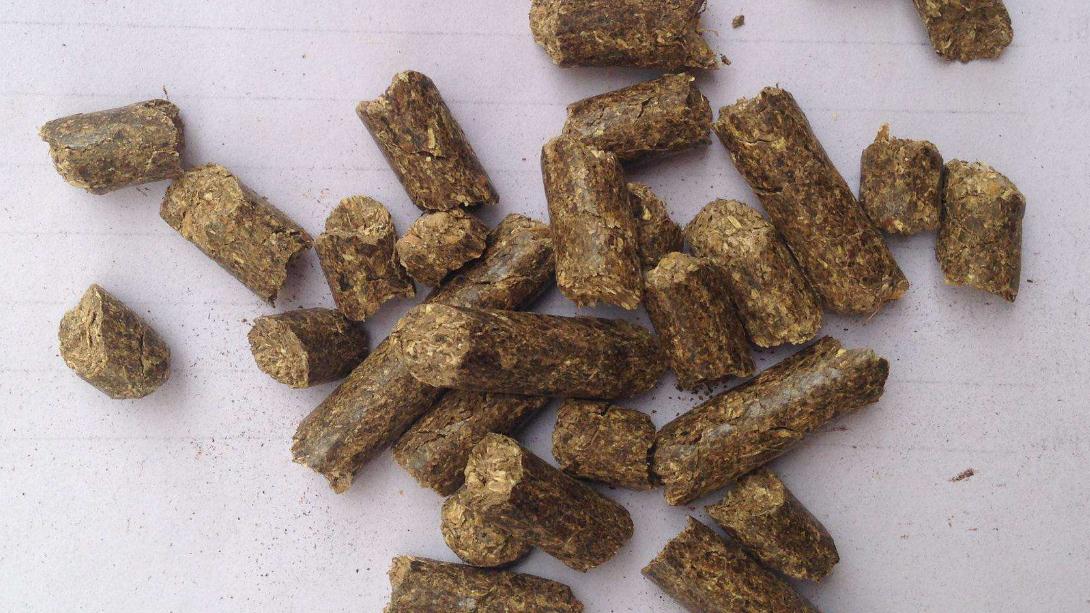 |这2个方法专钓黑坑回锅鱼，学会后你会发现，钓回锅鱼才是真钓鱼