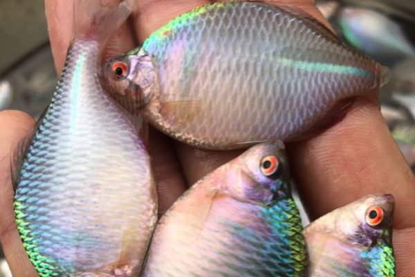 |多地泛滥成灾，一网能捞几十斤，农民拿来喂鸭子，网友：太浪费