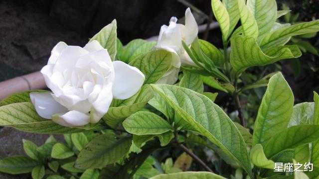 「运势」在6月份，爱意不悔，重挽真爱，细水长流的三大星座