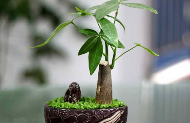 :家中万万要摆上这几种植物,等于添财招好运,后悔入住才察觉