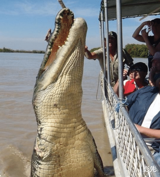鳄鱼|哪些动物会把人类当作猎物?这类动物每年捕杀300多人