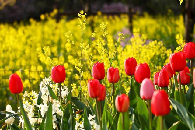 生肖|9月30号开始此三生肖财源广进，事业高升，吉星高照