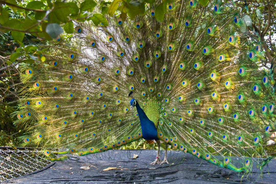 『海马』在动物界都是雄性比雌性漂亮，为什么人类却恰恰相反？