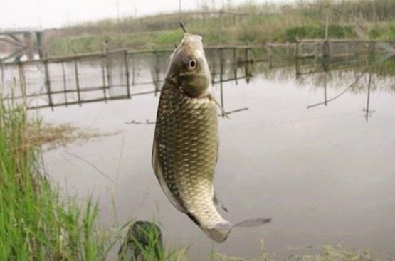 []初夏钓鲫鲤鱼，想要快速上鱼，这里可以给你支个招