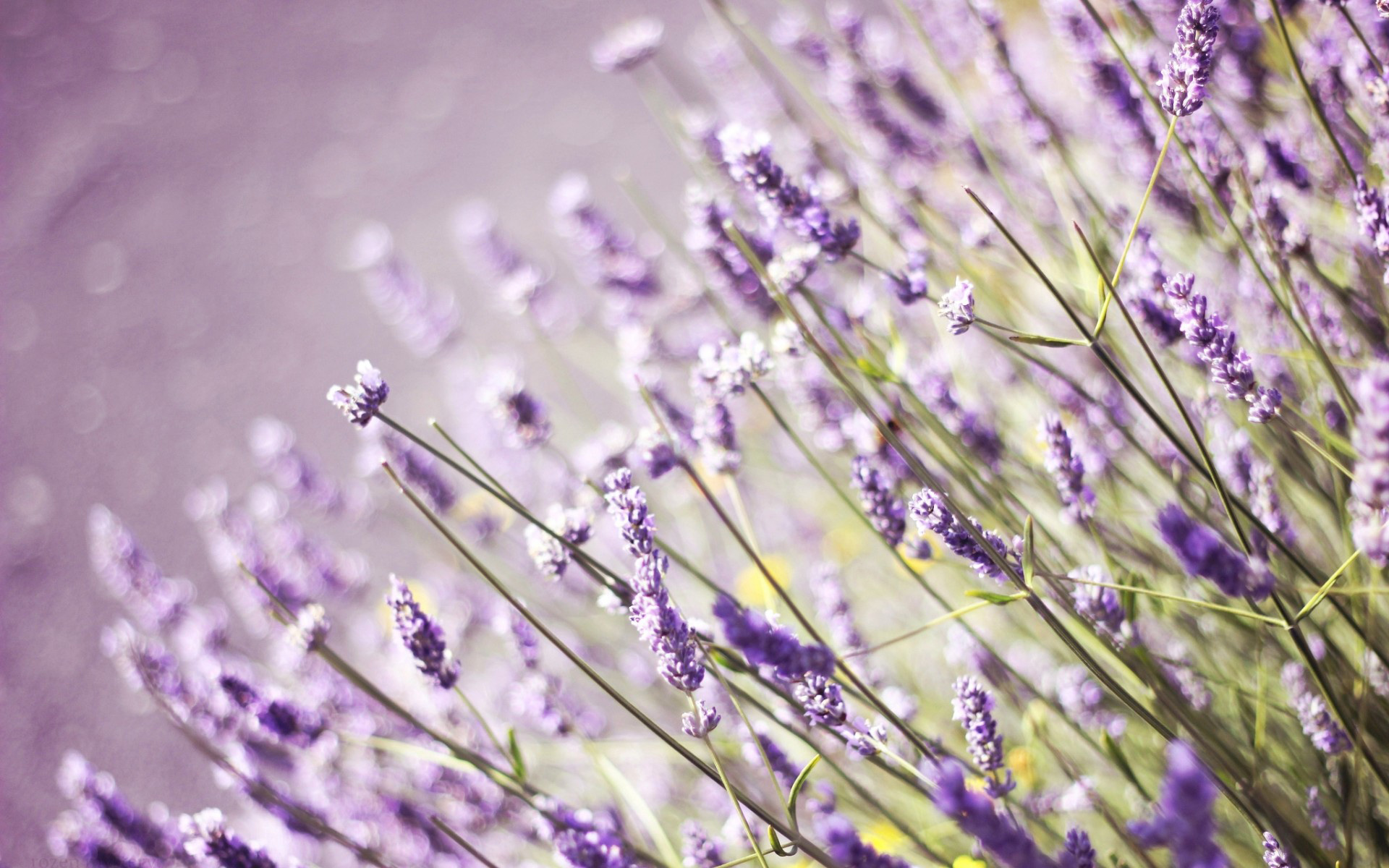 「金牛座」未来八天郎情妾意，爱情袭来，四大星座即将与真爱相遇，告别单身