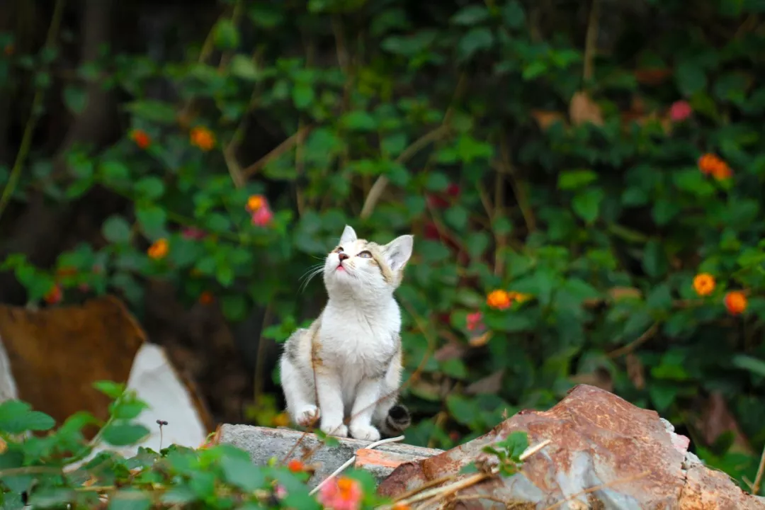 不刷春运免六怕，领个萌娃过大年！