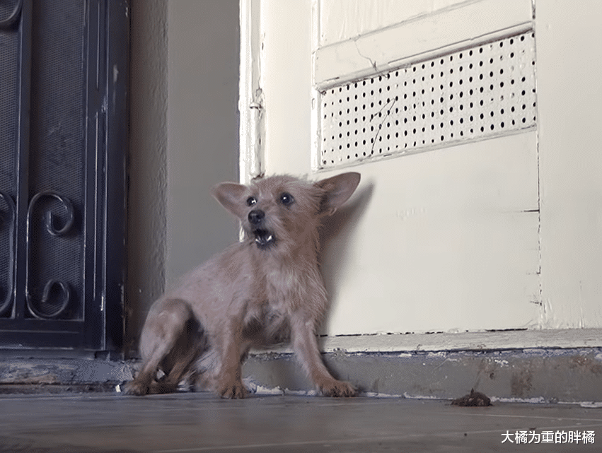 狗狗给了一群人快乐，3年后却没人要它，孩子被偷终令它以恶对人