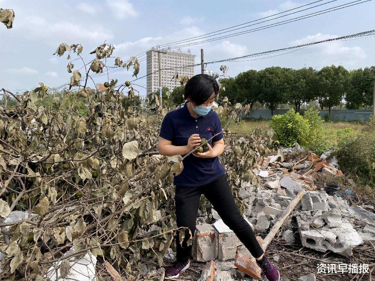 资讯早播报|苏州黄桥一棵满载50年回忆的柿子树，挂满果实突然被砍……