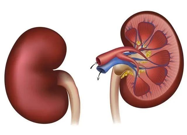 茭白■男人7个特征若“突出”,或是肾在向你发“捷报”:肾脏杠杠的