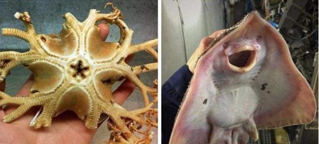 海洋生物▲海底一万米有多恐怖？8200米深海的鱼已经不是鱼了