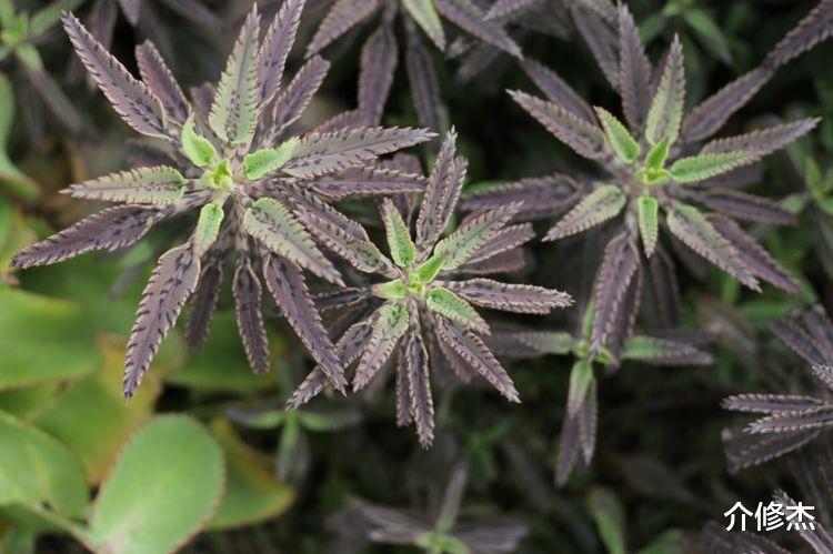 天赐良缘|9月末，鸾凤和鸣，姻缘相配，天赐良缘遇到属于自己真爱的四星座