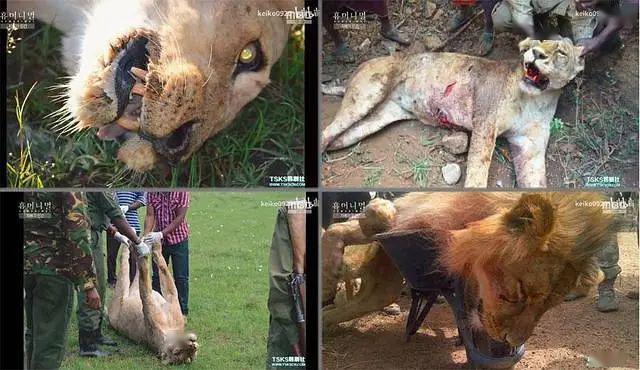 [鲸鱼]我们的星球怎么了, 2020年的魔力仍在继续，灾难频繁发生