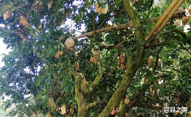 容县之声|广西容县柚农保护老柚树有方，百年柚树硕果累累“儿孙满堂”！