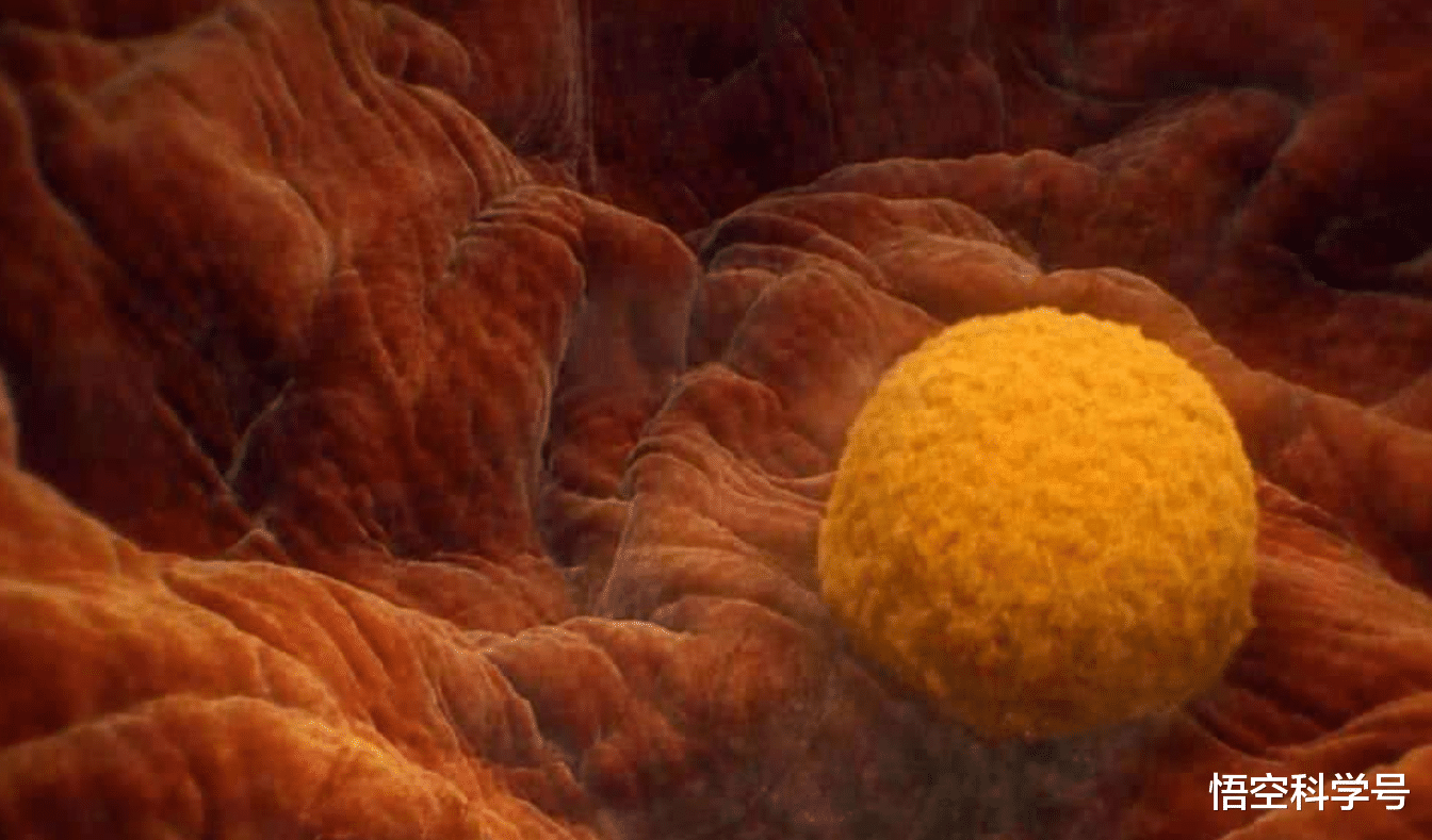 |雄性人类都是排泄和生殖共用一个器官，女性比男性进化更彻底？