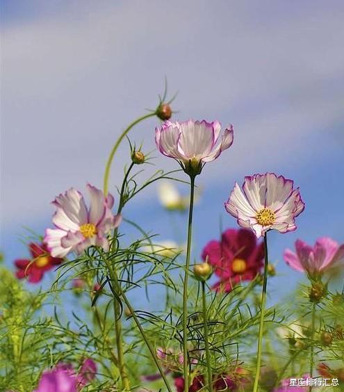 白羊座|这几个星座“有主见”，遇到爱情，马上付出真心