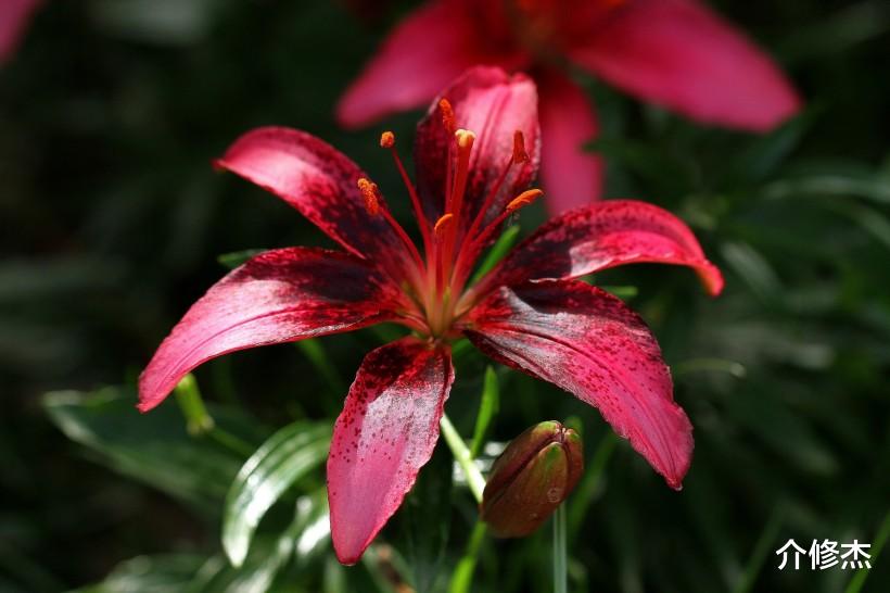 「生肖」7月，异性缘很好，桃花旺盛，但从不沾花惹草，十分专一的4大生肖