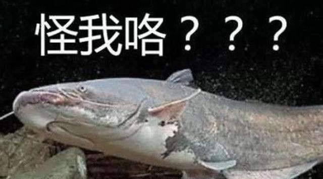 |从科学的角度看，鲶鱼真的最脏的鱼吗？