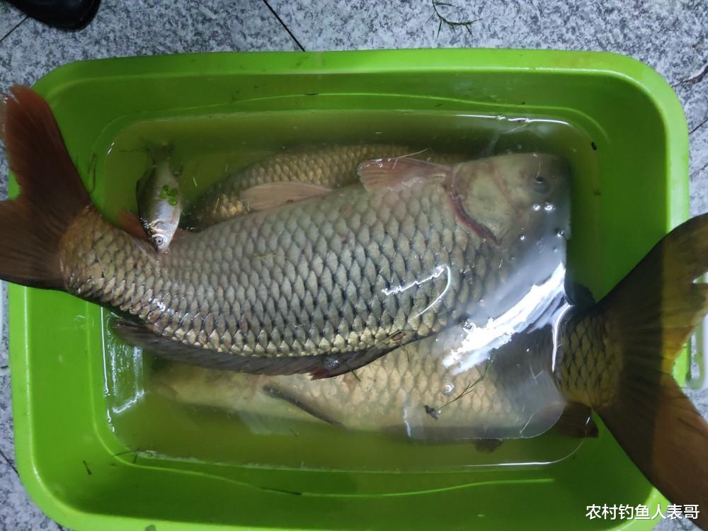 饵料|自然水域用什么饵料钓草鱼最好？记住这三点，选对野钓草鱼的饵料