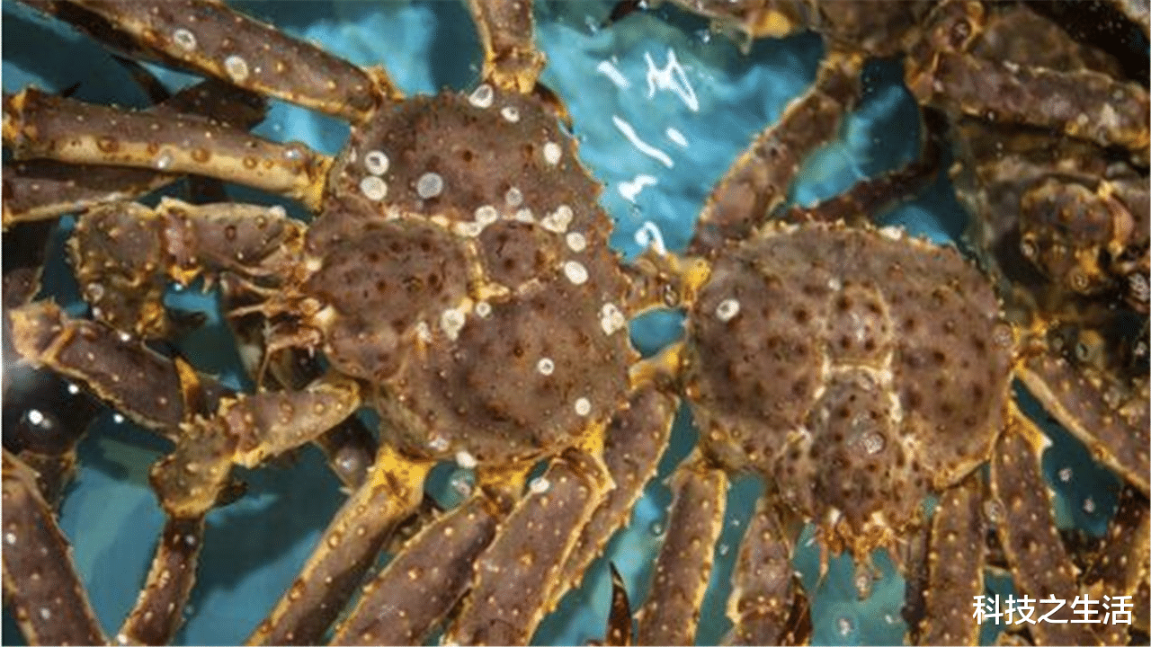 南极|南极冰下1000米处，发现数百万只帝王蟹，难道人类有“口福”了？