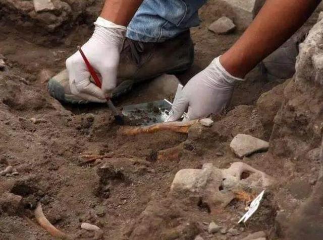 河南|河南村民抓到一只“乌龟”,背上有四支箭,专家:价值18亿