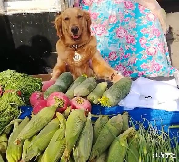 金毛和主人一起看菜摊，把生意都吸引走了，路人直夸太可爱