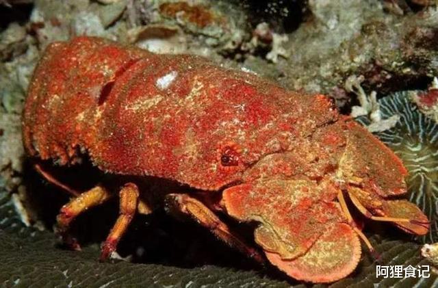 龙虾：在柬埔寨吃顿饭，只点了2只不起眼的\拖鞋龙虾\，结账时快哭了