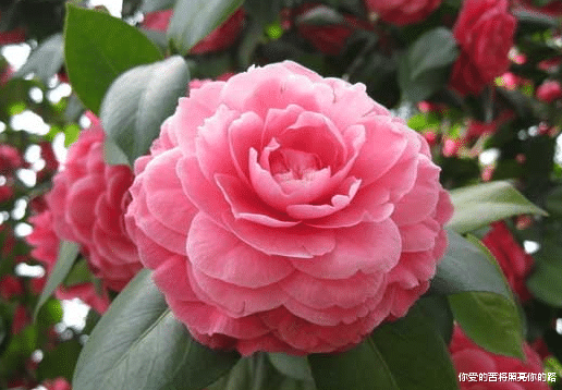 []6月末，4属相华丽转运，横财发达，行大运赚大钱，事事顺心如意