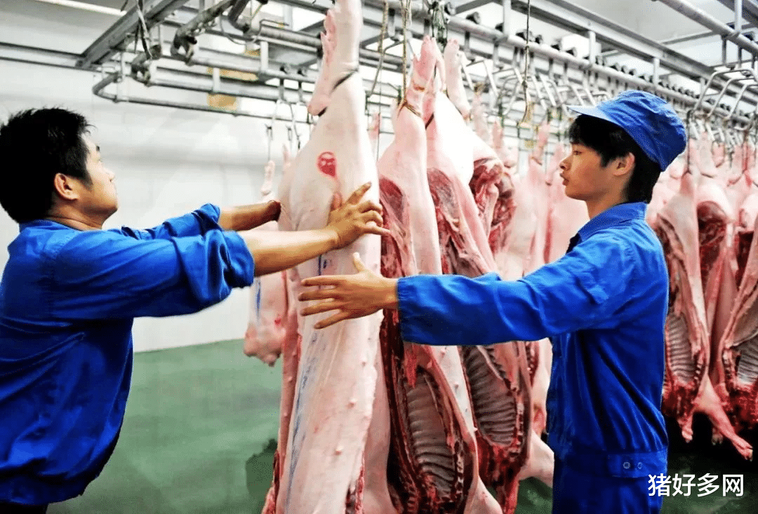 12月22日生豬價格，3萬儲備凍肉再來，豬價下跌“一觸即發”？-圖5