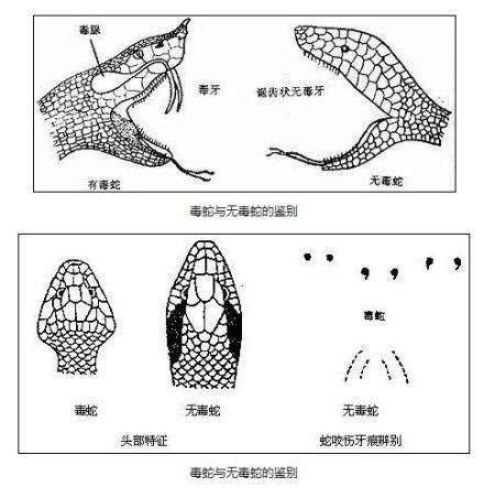 科普: 怎样区别有毒蛇和无毒蛇?