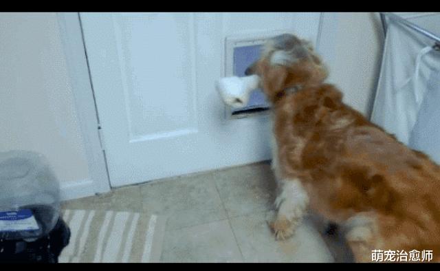 金毛叼着玩具想出门，却怎么也出不去，它郁闷了：到底怎么回事？