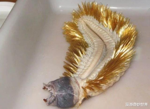 地球其实是外星人的鱼缸?不信你看这些海洋生物的长相!