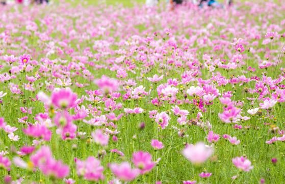 生肖|8月15号开始，4属相财星相伴，好事频发，顺风顺水，生活如鱼得水