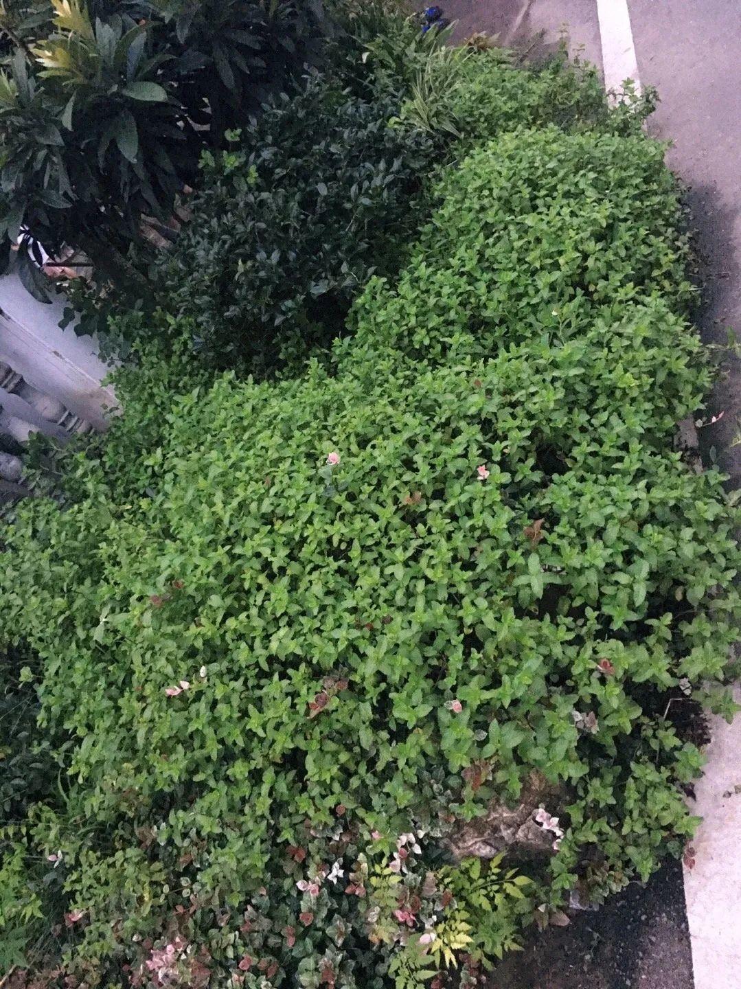 爬山虎|救命！入侵植物爬进院子，三年都杀不完！