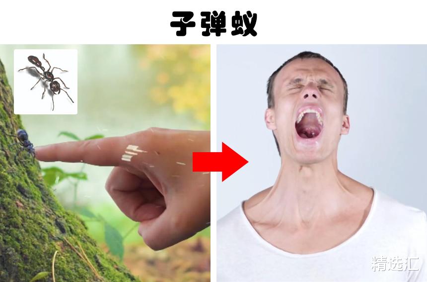 亚马孙热带雨林|隐藏在亚马逊雨林中的8件神奇的事物