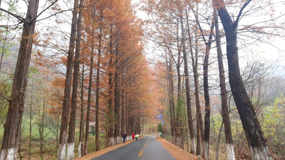 留坝|陕西留坝,藏着中国最美乡村公路,高江路,这里有秦岭最惊艳的秋