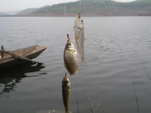 玉米|避免打窝时几个误区,让你的聚鱼非常快!