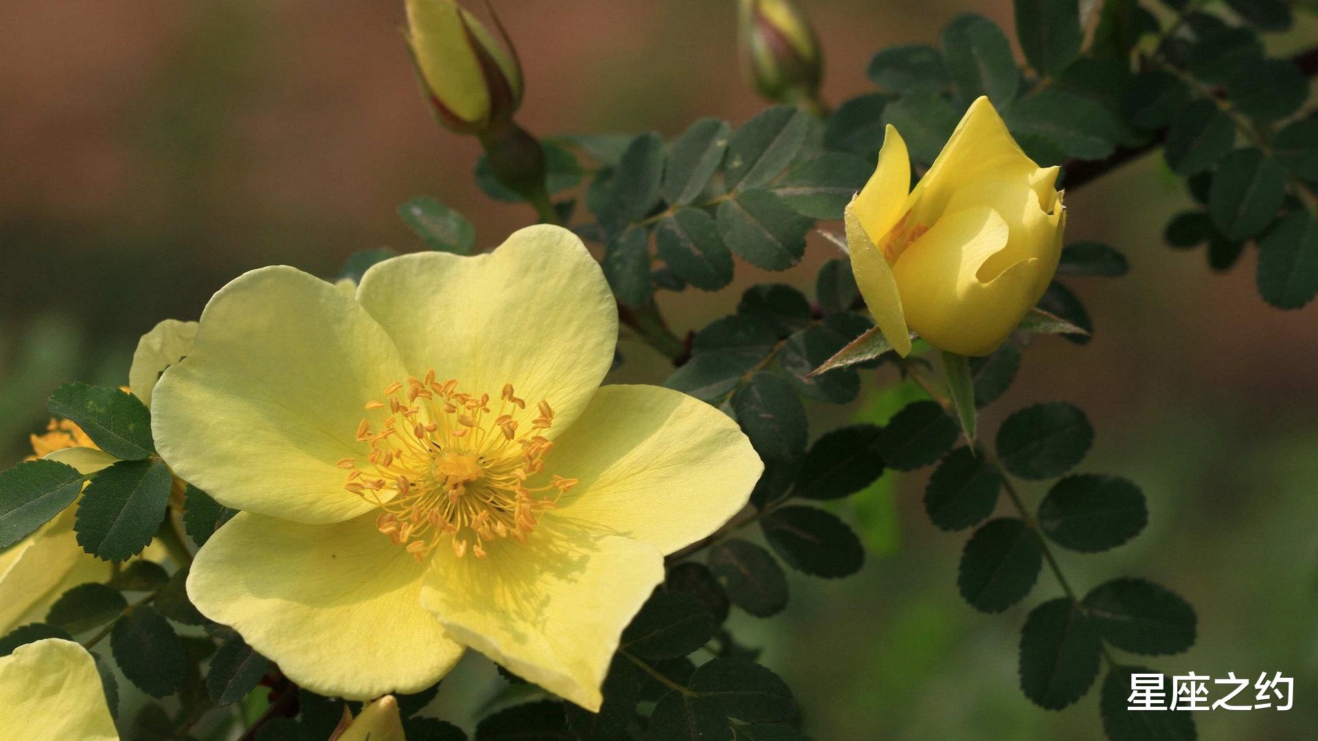射手座|在11月份，怦然心动，邂逅真爱，终成眷属的三大星座
