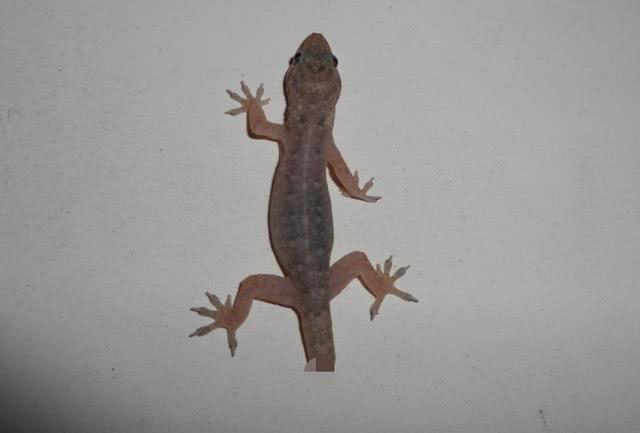 科学家：壁虎的尾巴被捏断后，为何还会再长出来？科学家：可能隐藏永生奥秘