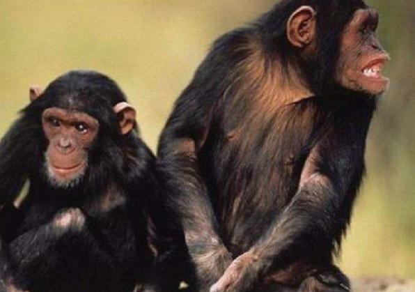 |艾滋病毒起源于大猩猩，第一个被染上病毒的人类，当时发生了什么