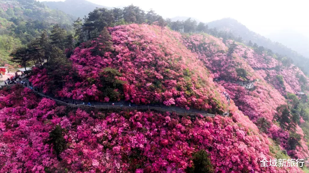 [木兰云雾山]云雾山 | 万亩杜鹃花海盛开正当时！