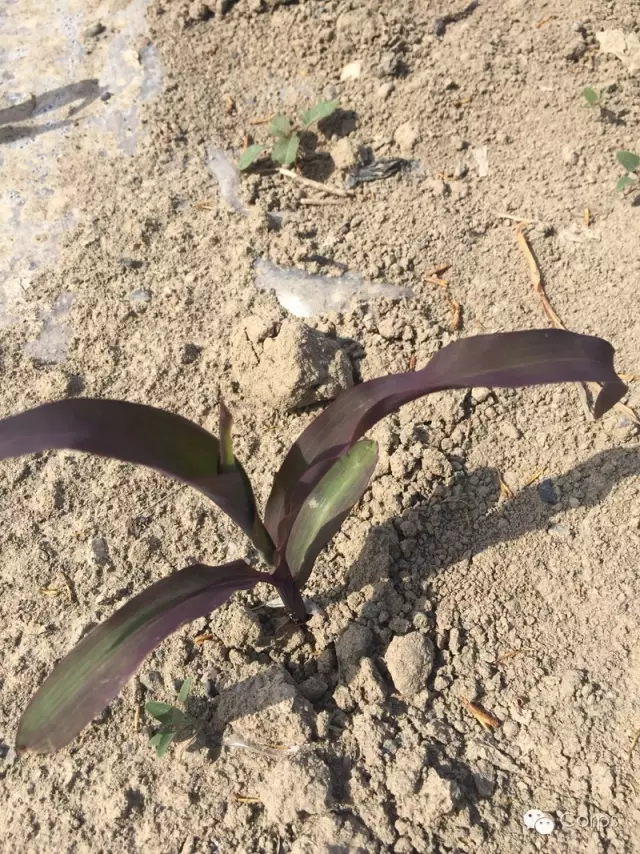 「」土壤的三大“癌症”