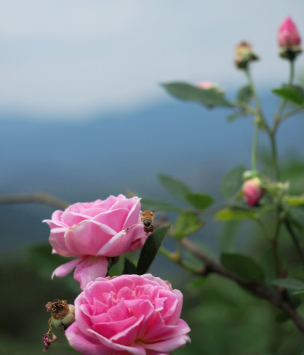 生肖|8月份起好运来袭，4属相财源滚滚，横财不断，顺风顺水，好运不断
