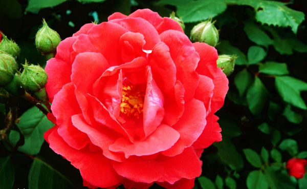 「生肖」这3大生肖女，给自己的压力太多，此生活得最劳累