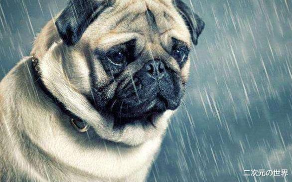 小智|小伙毕业后游戏搬砖：5年挣60万一分不剩，只好滚回农村老家