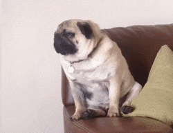 下雪天，主人不让狗狗进屋，狗狗在雪地冷得发抖身上沾满雪