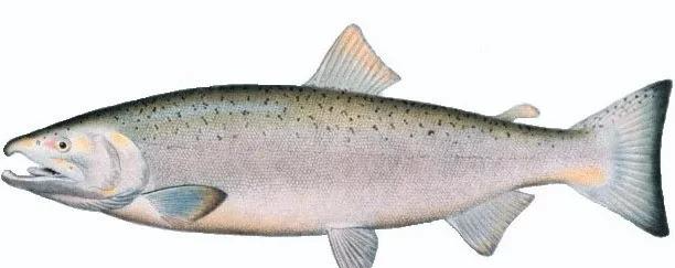 【三文鱼】三文鱼是什么鱼？可以生吃吗？