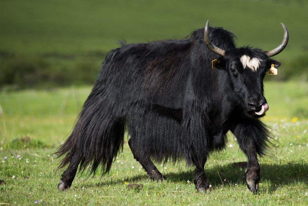 牛肉@牦牛肉不流行原因