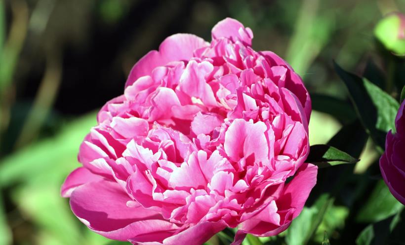 狮子座|11月中旬，秋收绚丽，喜遇良缘，从萍水相逢到共结连理的4星座