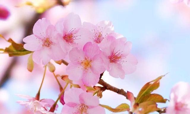 摩羯座|事业平步青云，几大星座未来半年有惊喜好运，终将美梦成真